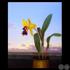 CATTEYA AMARILLA, 2004 - Óleo sobre lienzo de SEBASTIÁN DÍAZ